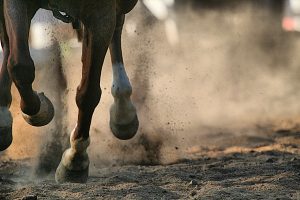 Prevail ultimately - horse running on track