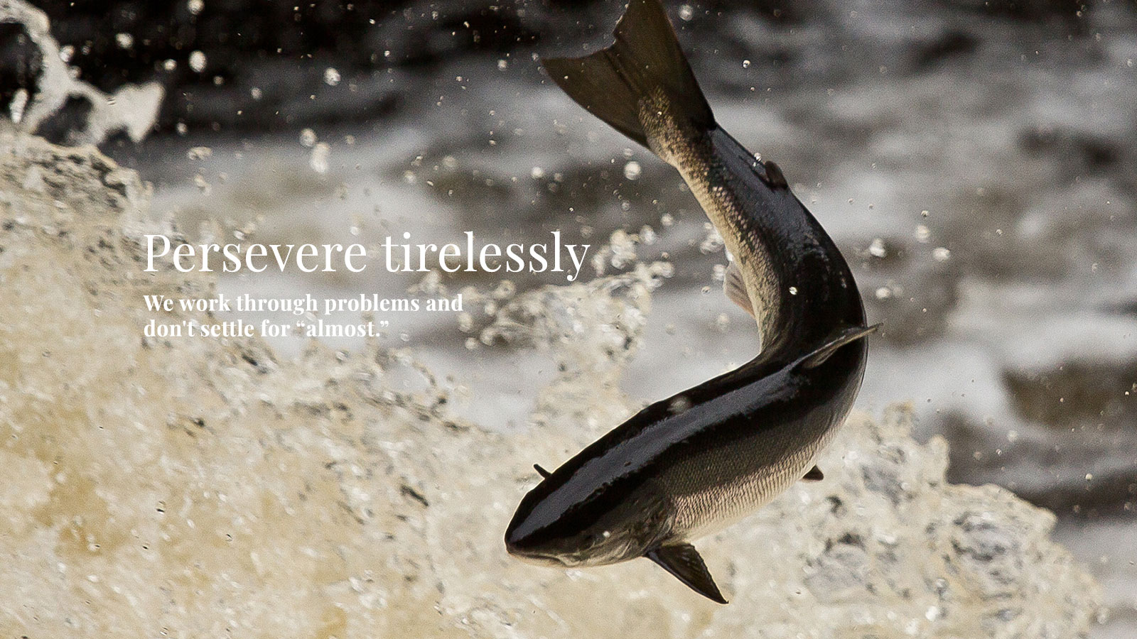 Persevere tirelessly - A fish swimming upstream